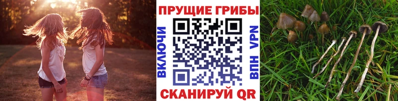 Галлюциногенные грибы Psilocybine cubensis  Купить где  Конаково 